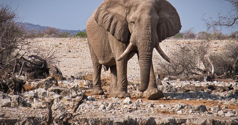 Quel budget prévoir pour un voyage en Namibie