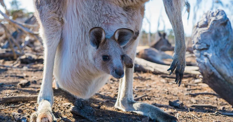 La sécurité dans l'outback : le sujet qu'on survole trop vite